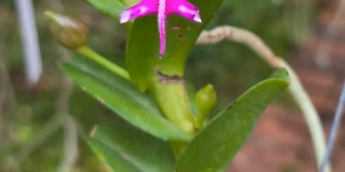 \ud83c\udf38\ud83c\udf3fJoin us at the monthly Columbus Orchid Society meeting \ud83c\udf3f\ud83c\udf38\n