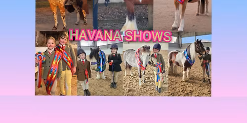 #4 inhand and ridden by havana shows- points series