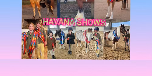 #4 inhand and ridden by havana shows- points series
