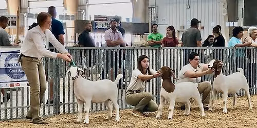 Market Goat Showmanship & Market Show