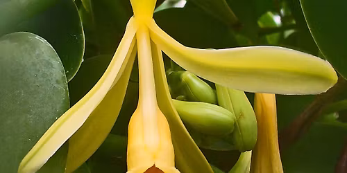 "Vanilla" with Liz Tobin and Monthly Meeting.