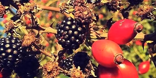 Medicinal Herb Walk - Medicines of the Hedgerows