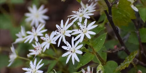 November Chapter Meeting