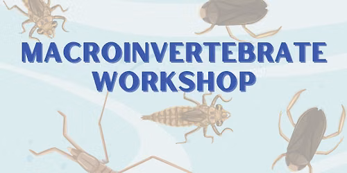Saturdays On The Haw: Macroinvertebrate Workshop