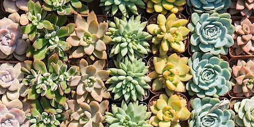 Succulent Workshop & FREE Social Bingo!