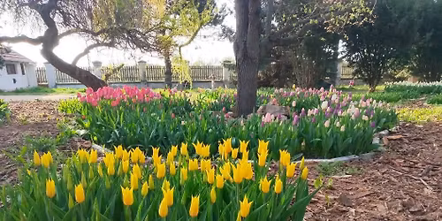 Tulip\u00e1nsz\u00fcret Asz\u00f3don