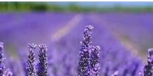 Santa Barbara Lavender Festival