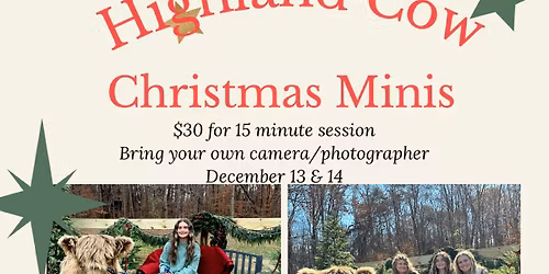 Highland Cow Christmas Minis