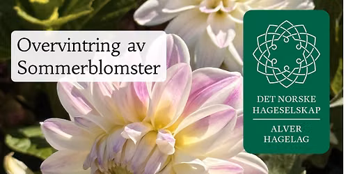Overvintring av sommerblomster med Alver hagelag \ud83c\udf38