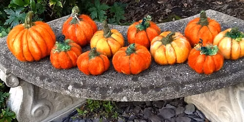 Halloween Pumpkin - Needle Felting Workshop