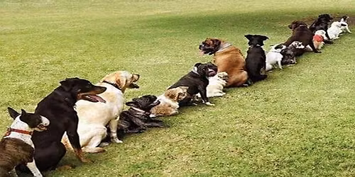 Ocala downtown Market