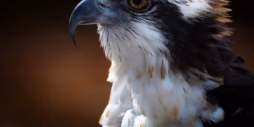 Dine to Donate at Texas Roadhouse Edwardsville