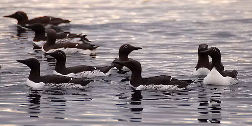 Lomviaften i Skur 28