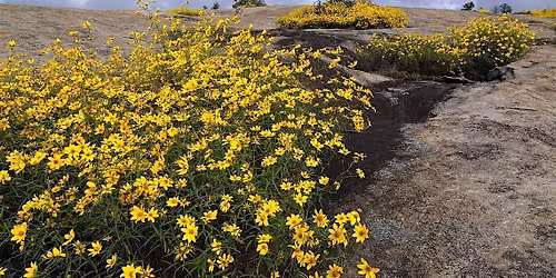 Daisy Days Hike