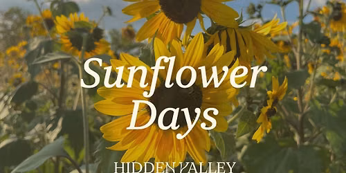 Sunflower Days