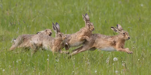 March Hare Walks, with breakfast, at RSPB Frampton