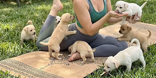 Puppy Yoga Fundraiser in Medford $40 pp