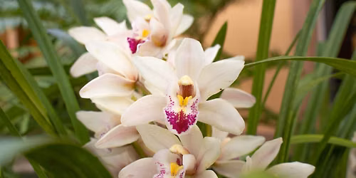 ORCHID FEVER