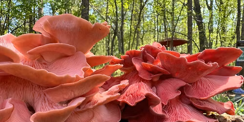 Spring Mushroom Cultivation Workshop