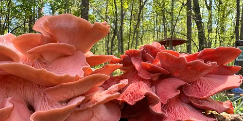 Spring Mushroom Cultivation Workshop