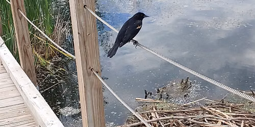 Birds of Wood Lake Camp