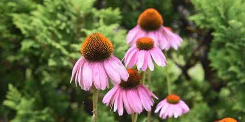Rooted In Place: How Native Plants Shape Our Homes, History, and Environment