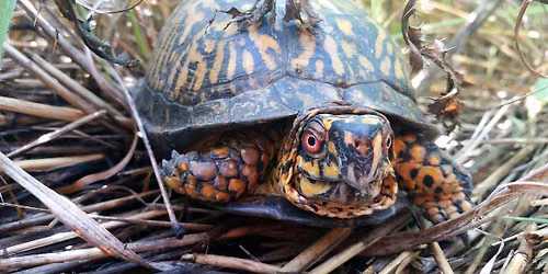 How Reptiles are Special
