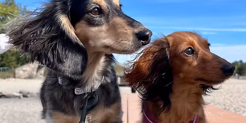 Dachshunds of Connecticut \u2013 Jennings Beach Walk