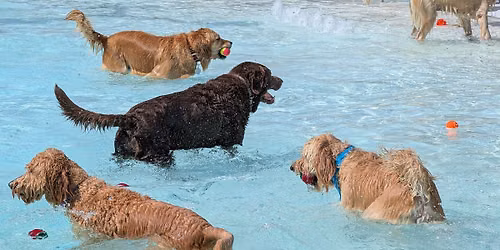Pooch Plunge