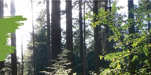 Discover Kitsap Parks: Forest Ecology