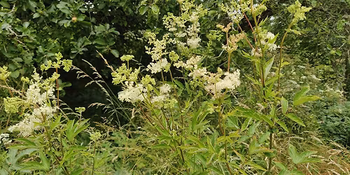 Nature's Ph*rm*cy - Summer Foraging Walk