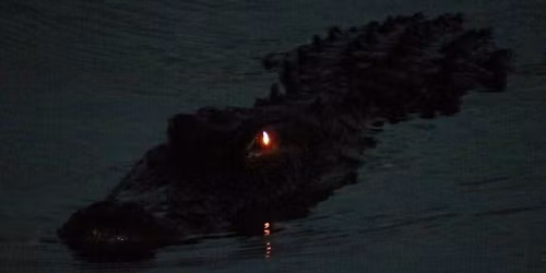 Gator Nights Everglades Eco Airboat Adventure