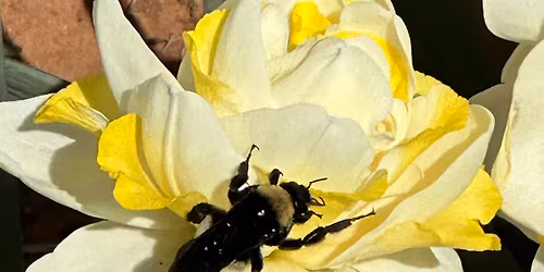 \u201cSpecialty Daffodil Bulbs\u201d-OKDTS April Meeting