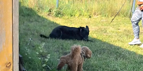 Spotkania socjalizacyjne dla ps\u00f3w w Mosinie