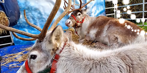Meet the Real-Life Reindeers at Queensgate!