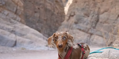 Palm Springs Adventurewiener Meetup
