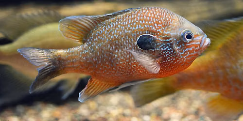 Exploring Fishing: Learn the Basics (Central OH)