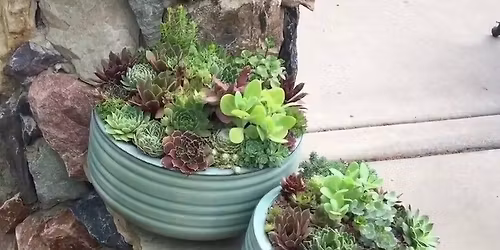 Plant a Succulent Container