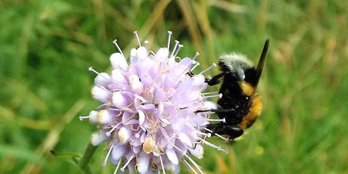 The BIG Pollinator Count - Muir of Ord