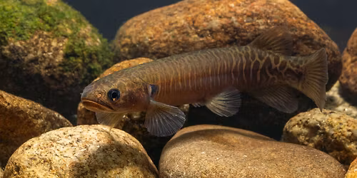 NZFSS\/AFSS Public Lecture: Our Freshwater Taonga