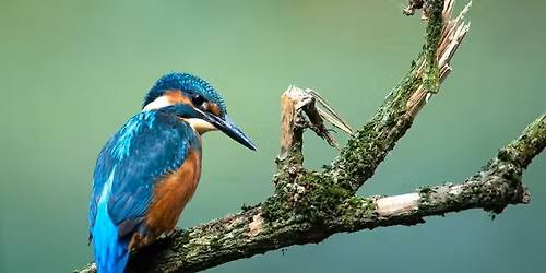 King of Good Time - Kingfisher 