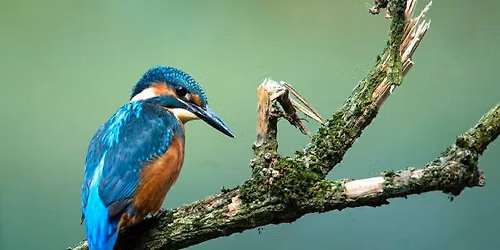 King of Good Time - Kingfisher 