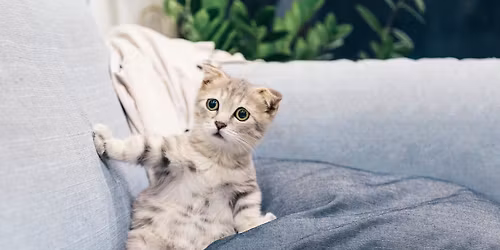 Heavenly Paws Purses for Purrs Spring Bingo