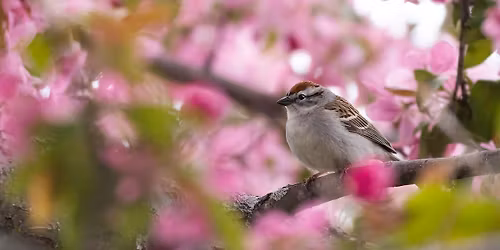 Allegheny Land Trust presents Nature Nearby: Birding in Your Backyard