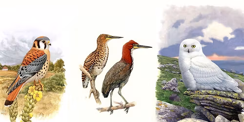 A Brief History of Bird Illustration and Painting with Michael DiGiorgio