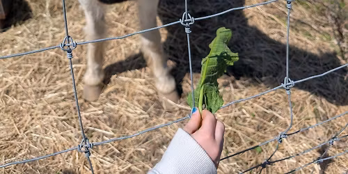 Beech Hill Farm