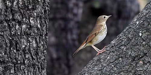 Guided Bird Walks (Multiple Dates)