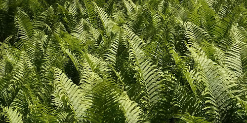 Knowing Native Plants: Focus on Ferns