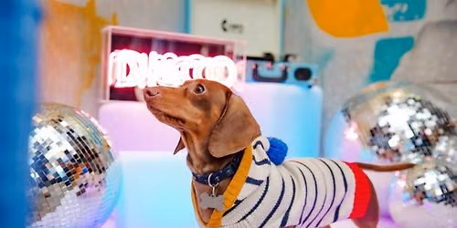 DACHSHUND DISCO - READING