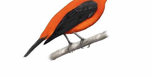 Thursday Noon Bird Walks
